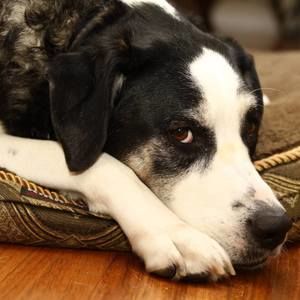 Meet your Posher, Geoffrey